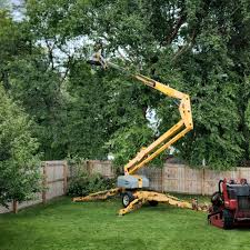 Westmorland, CA Tree Removal Company